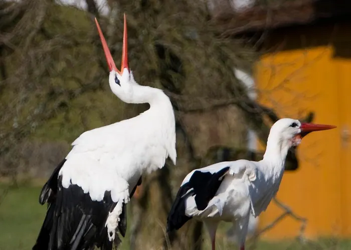 Guest house Zum Storchennest